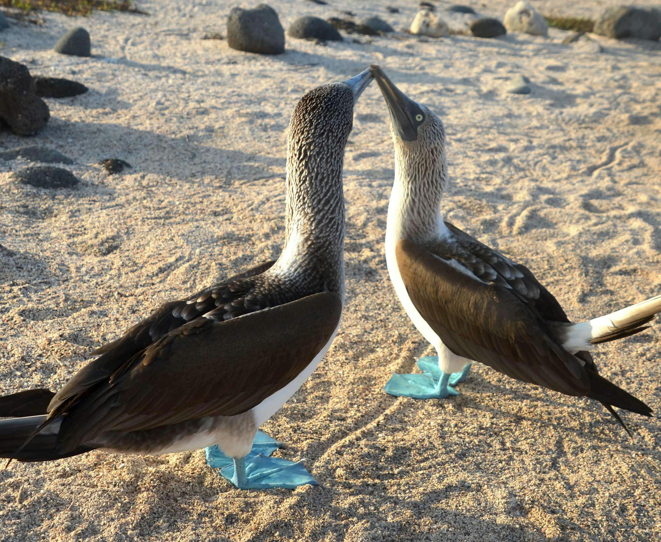 Mating ritual of Blue-footed Booby pair, on North Seymour Island
My name to appear in print is simply Jeanne Baumann, and I live in St. Paul. My landline is (651) 647-9233; my cell is (651) 338-3568 (not for publication or sharing, please). I'd long desired to go to the Galapagos Islands. (Now that I've been, I no longer view it as a once-in-a-lifetime destination.) The idea of being in such a pristine place, with so many endemic species excited me. Imagining I could be within an arm's reach of