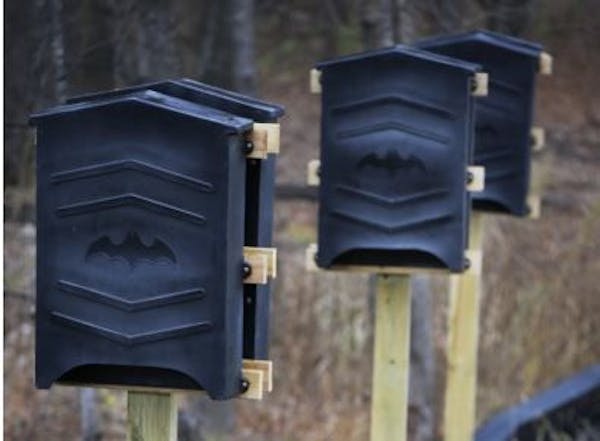 In LaCrosse Wisconsin, Mark W. Anderson, construction manager for MNDOT has supervised the building of a new home for the little brown bats whose old 