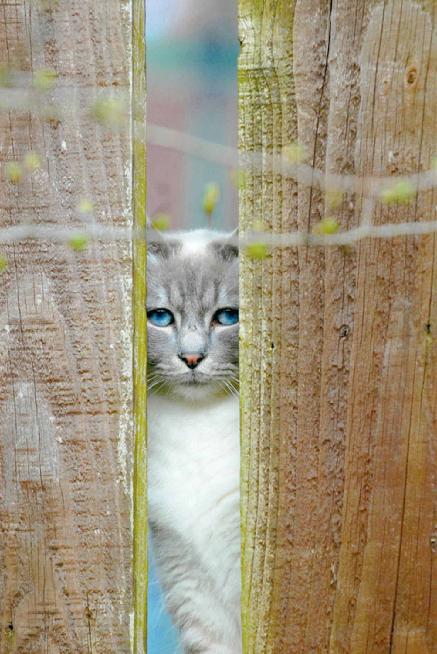 Cat perimeter outlet collar