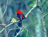 A bright red male tanager with black wings perches in a tree branch.