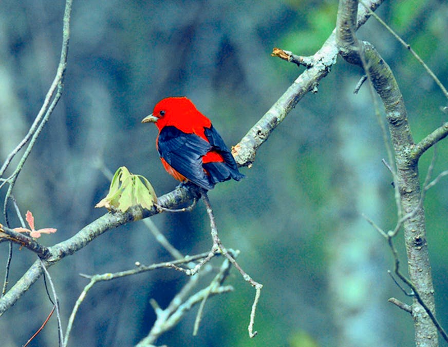 A bright red male tanager with black wings perches in a tree branch.