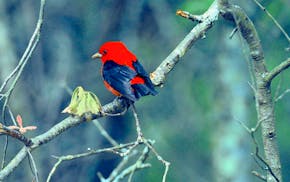 A bright red male tanager with black wings perches in a tree branch.