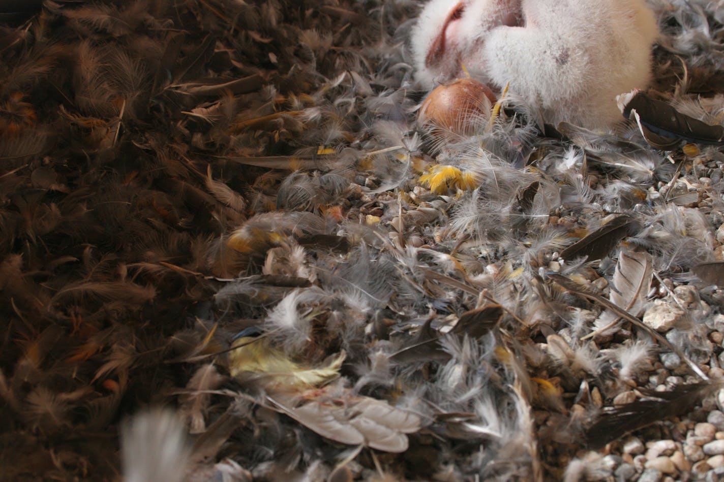 Leftover feathers from some of the peregrines' meals pile up near one of the babies and an unhatched egg.