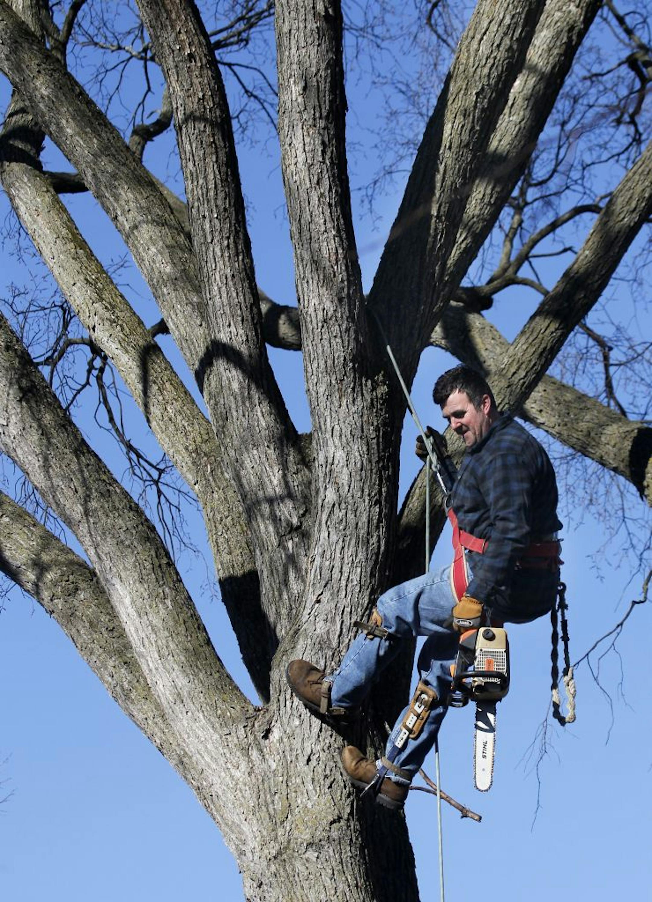 Trimming trees helps keep Paul Jirik fit and trim.