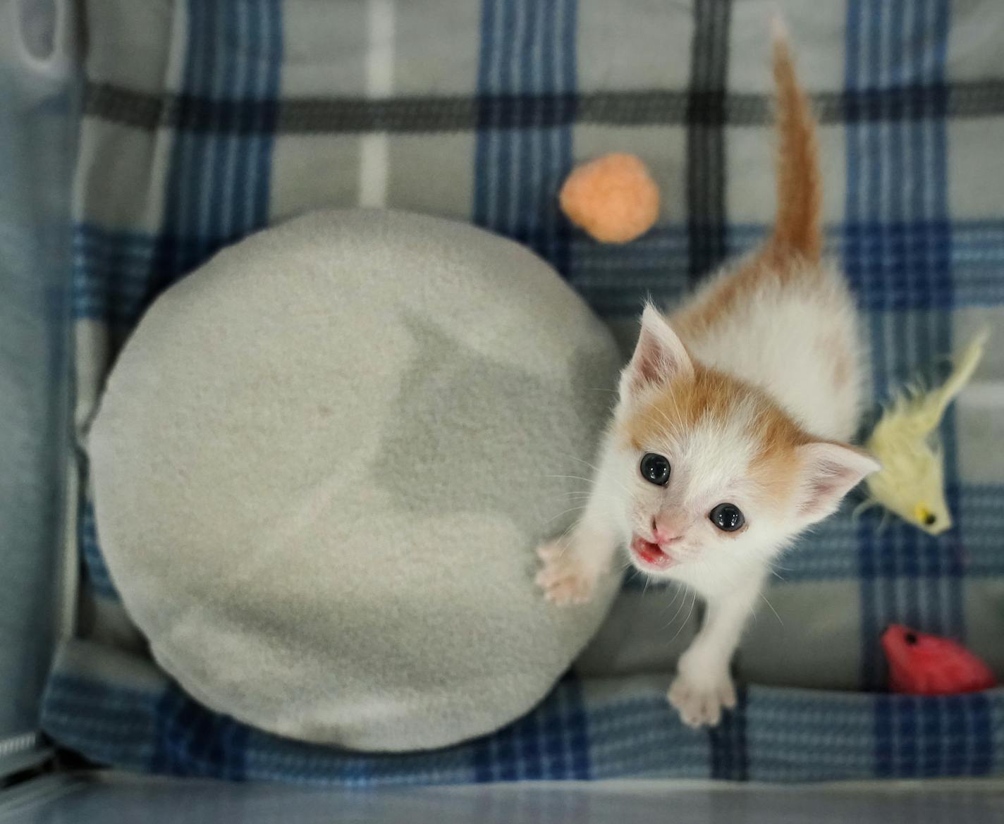 A kitten in the care of the Bitty Kitty Brigade looked upward from inside its container. ] Shari L. Gross &#xa5; shari.gross@startribune.com
The Bitty Kitty Brigade takes in the tiniest cats -- it's a new, Twin Cities-based volunteer rescue program for orphaned, neonatal kittens who can't eat on their own yet. Once they're big enough, the kittens find foster homes or are adopted.