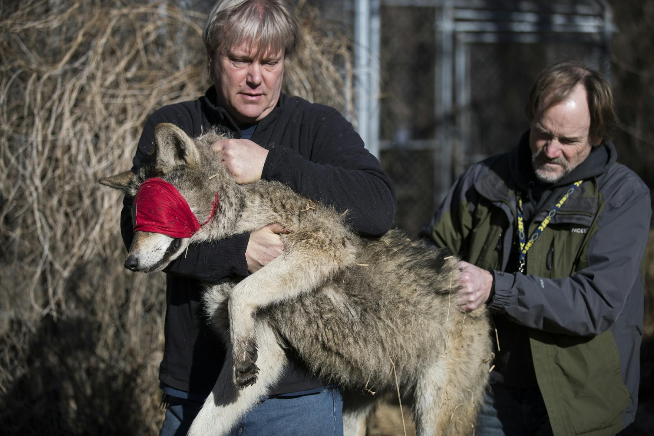 Education director Bob Ebsen, left, and Mike Jungbauer, a volunteer from Linwood, move an anesthetized wolf to the van for transport.