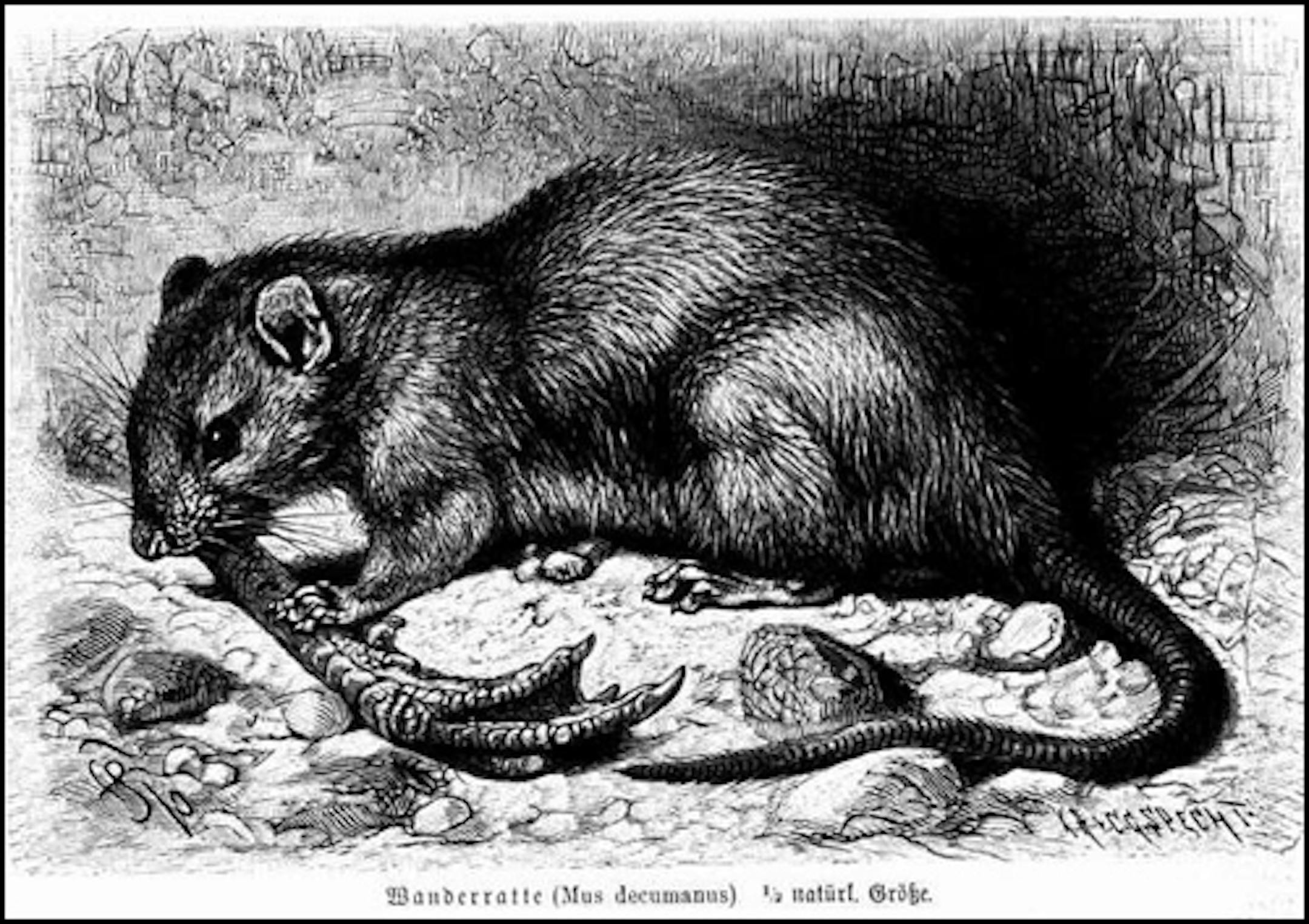 Mus decumanus