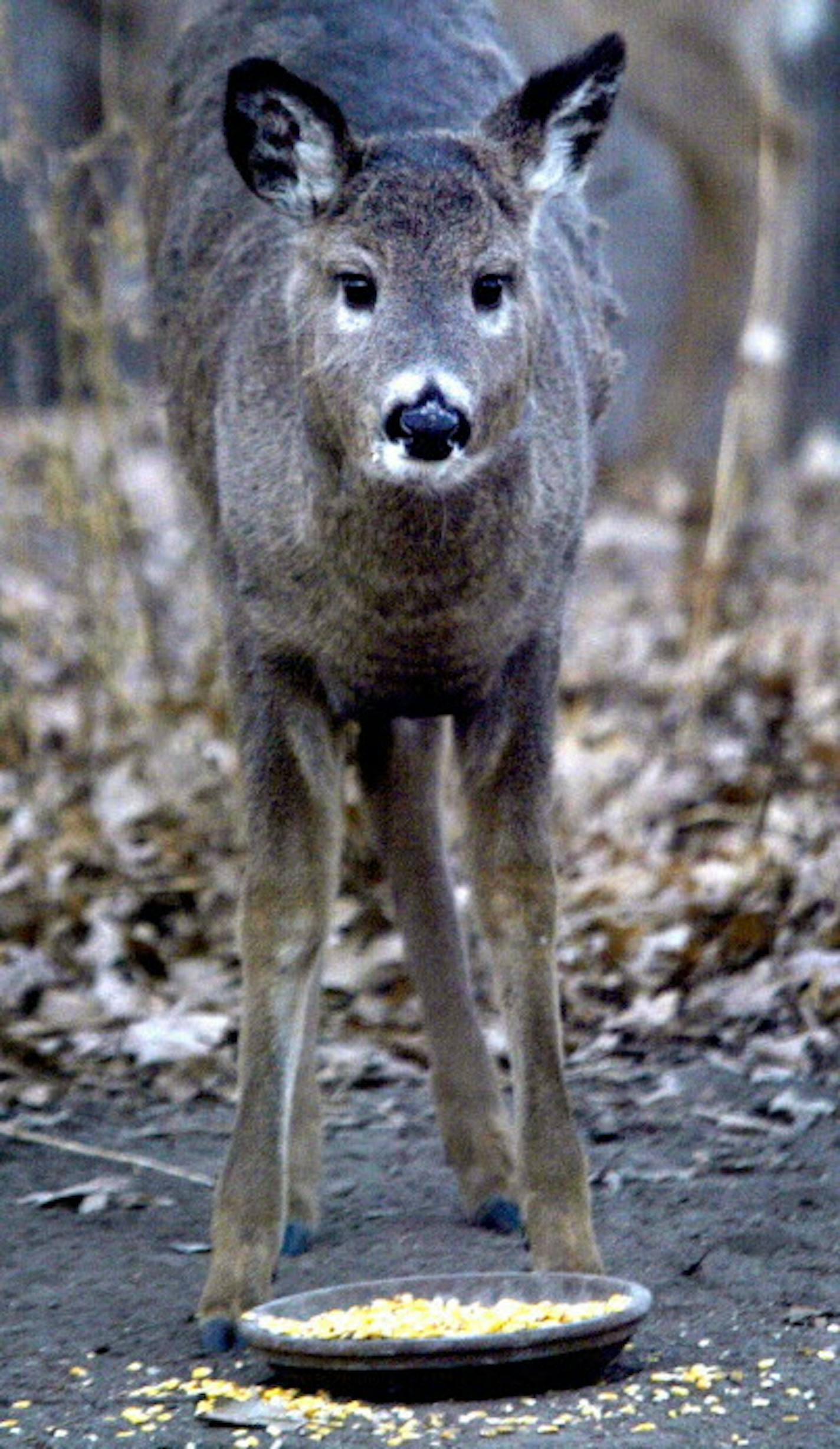 A deer feeds on corn filled bowl that was left out in the backyard of Tom Dimond's St. Paul home. Dimond who lives in the Highwood neighborhood of St. Paul feeds wildlife in his backyard. The St. Paul City Council will vote next week on an ordinance that will ban the feeding of deer. GENERAL INFORMATION: The St. Paul City Council will vote next week on an ordinance that will ban the feeding of deer. ORG XMIT: MIN2014020613083175