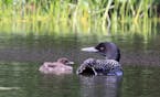 Photos by Laura Erickson A loon carefully guards its chick from attack from the air after spying a bald eagle in the distance.