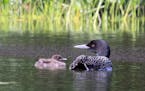 Photos by Laura Erickson A loon carefully guards its chick from attack from the air after spying a bald eagle in the distance.