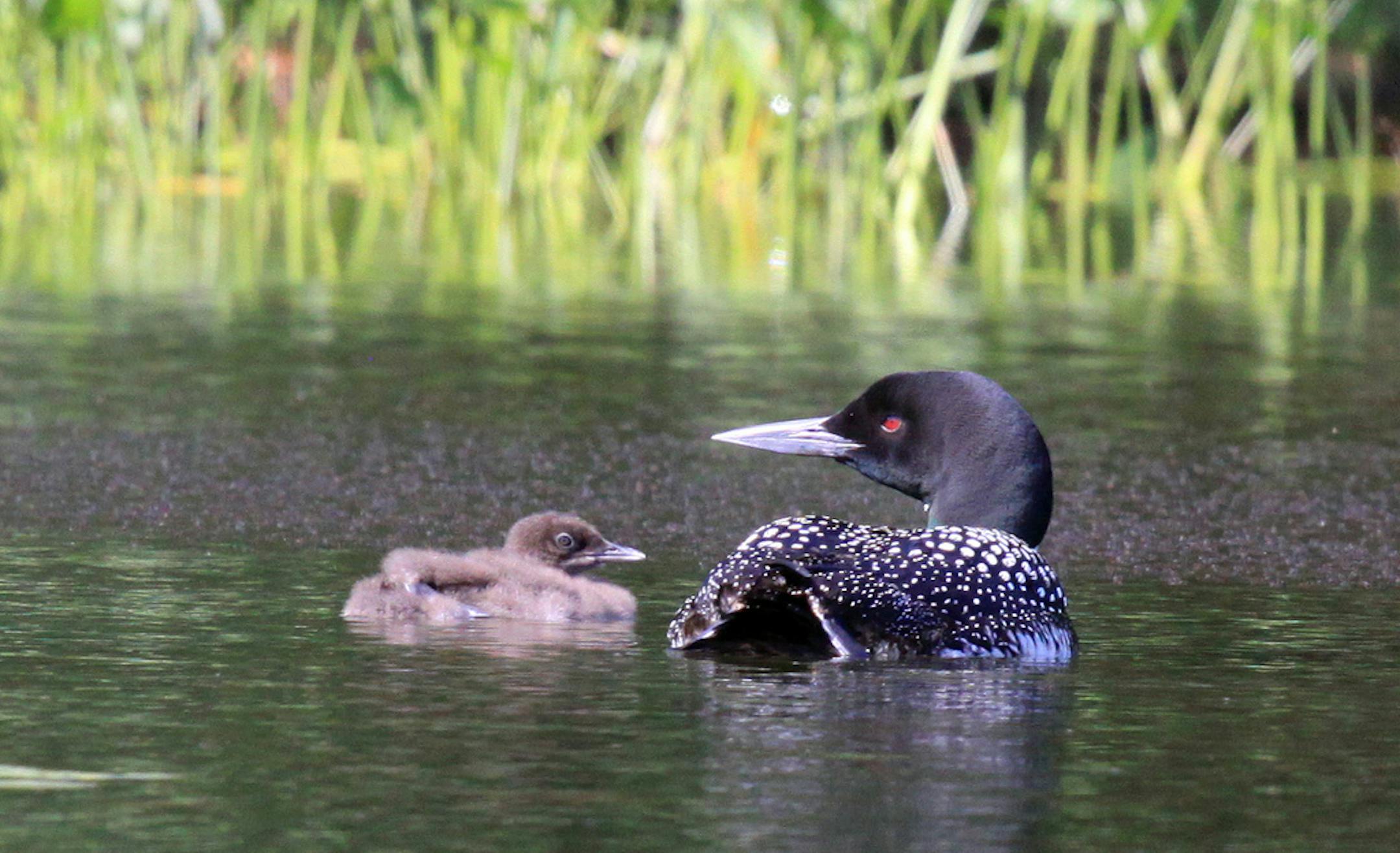 Photos by Laura Erickson A loon carefully guards its chick from attack from the air after spying a bald eagle in the distance.