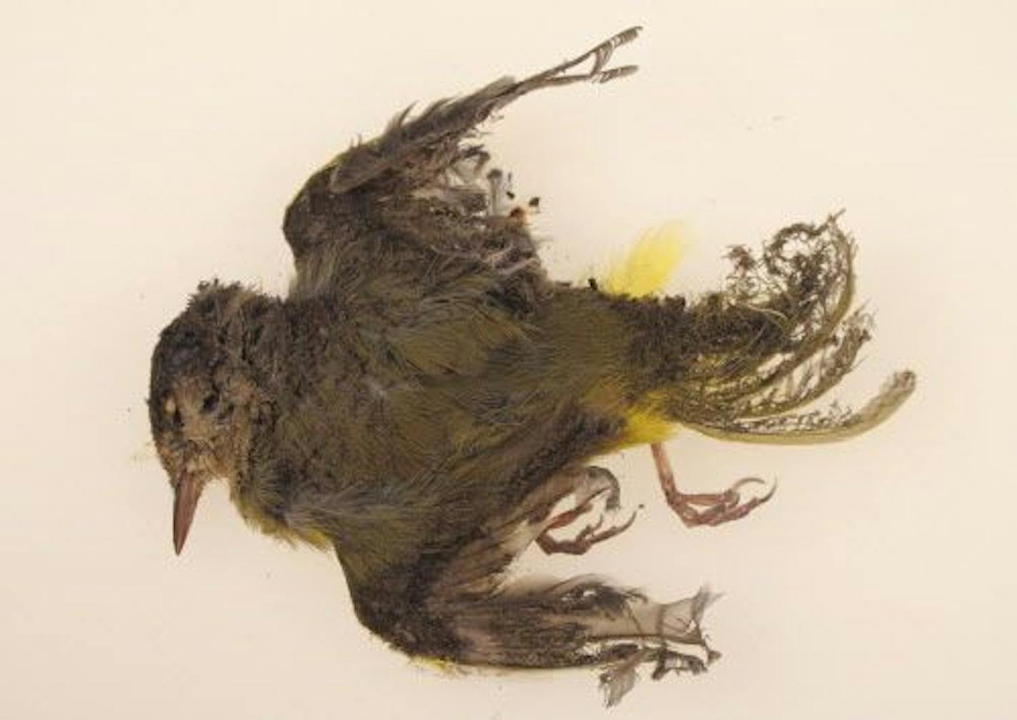 This October 2013 photo provided by the U.S. Fish and Wildlife Service shows a burned MacGillivray's Warbler that was found at the Ivanpah solar plant in the California Mojave Desert.