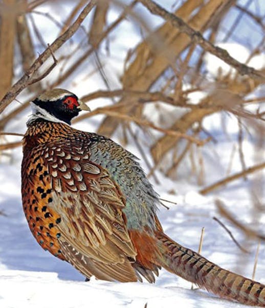 In this undated file photo, a pheasant walks through the snow in the winter in Minnesota. (Dennis Anderson/Minneapolis Star Tribune/TNS) ORG XMIT: 146