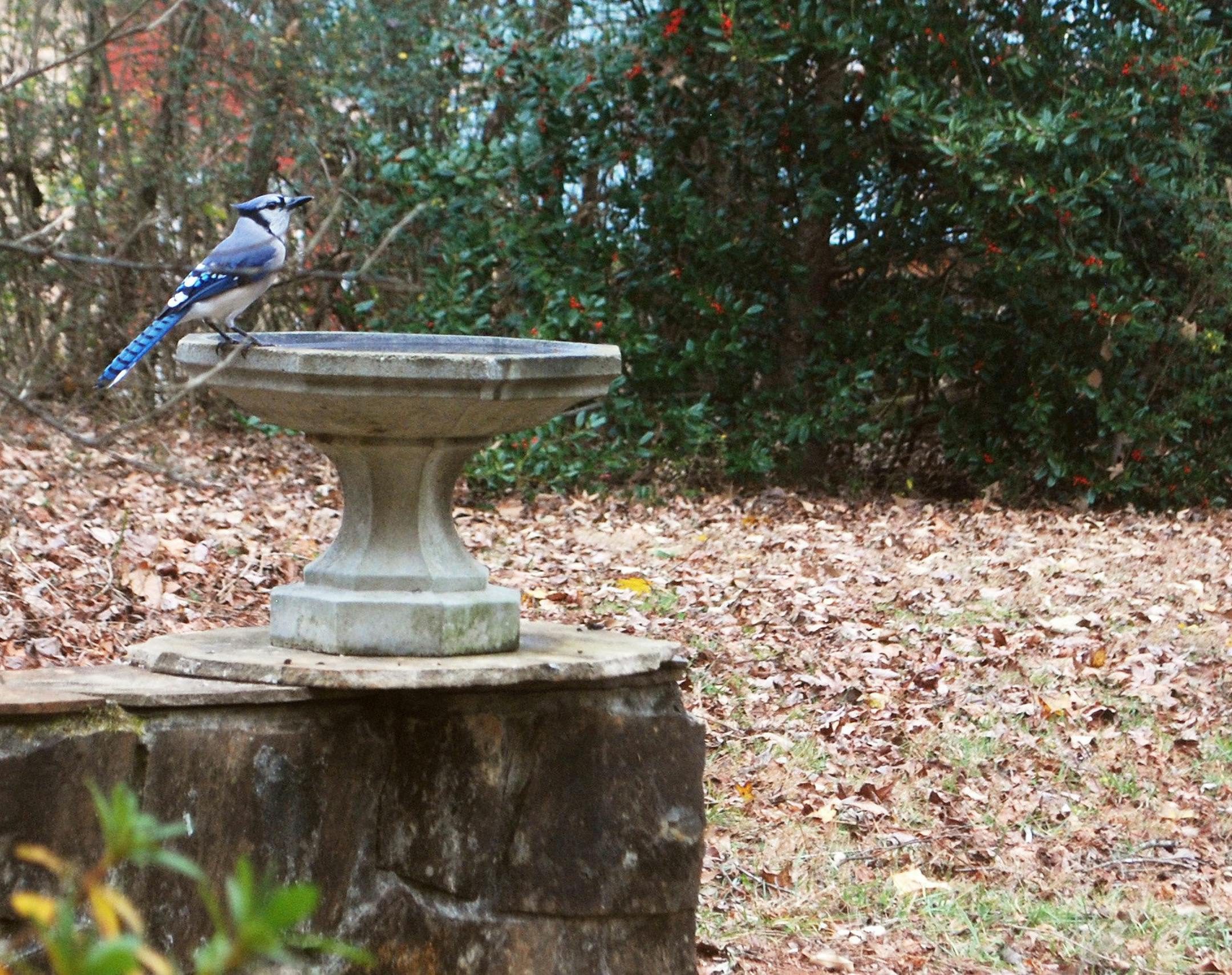 Add a water feature to your yard this year. Providing a water source is also one of the criteria necessary for creating a Certified Wildlife Habitat as described by the National Wildlife Federation. (Joe Lamp'l/MCT) ORG XMIT: 1147807