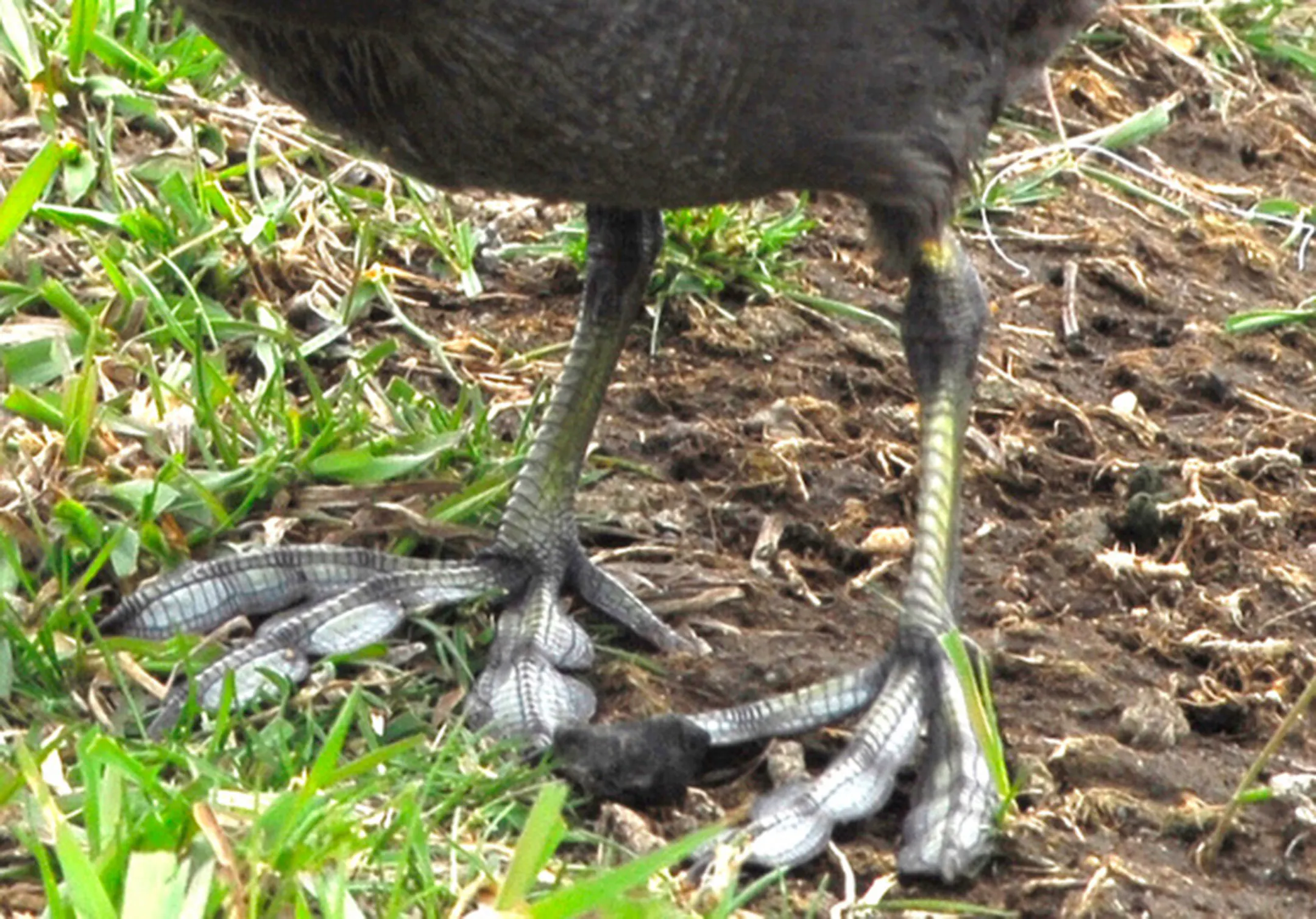 Bird toes are shaped to put their best foot forward