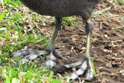 Coot toes have lopes that flare on the back stroke, helping propel the bird.