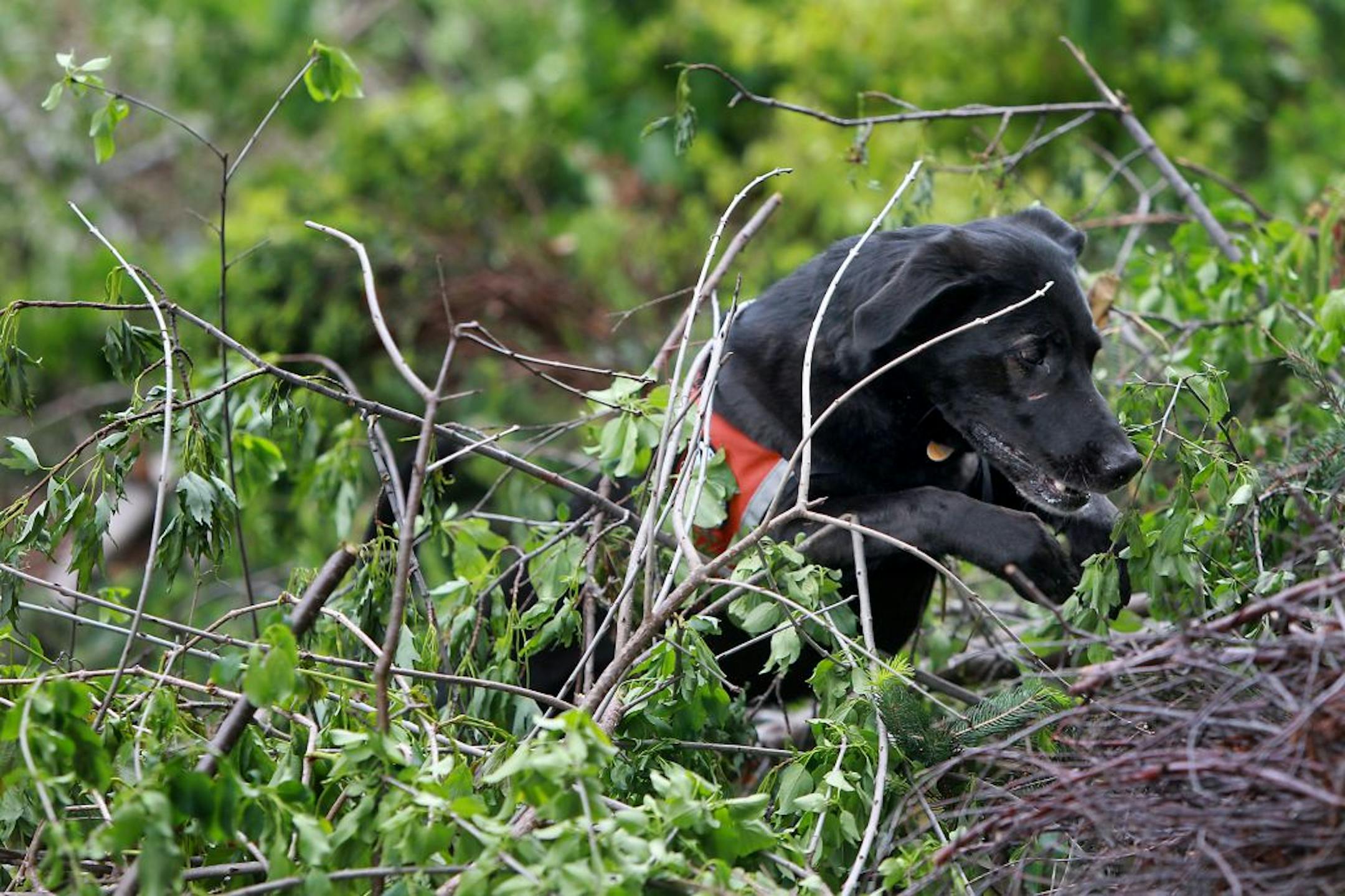 Aimee Hurt of Working Dogs for Conservation and her dog "Wicket" provided a demonstation on how the dogs detect emerald ash borer or EAB infested material at the Ramsey County�s compost site located in Arden Hills, MN, Tuesday, May 8, 2012. The plan is to use the dogs to help regulatory crews find infested wood and other materials that may be harborig the destructive tree pest. (ELIZABETH FLORES/STAR TRIBUNE) ELIZABETH FLORES � eflores@startribune.com