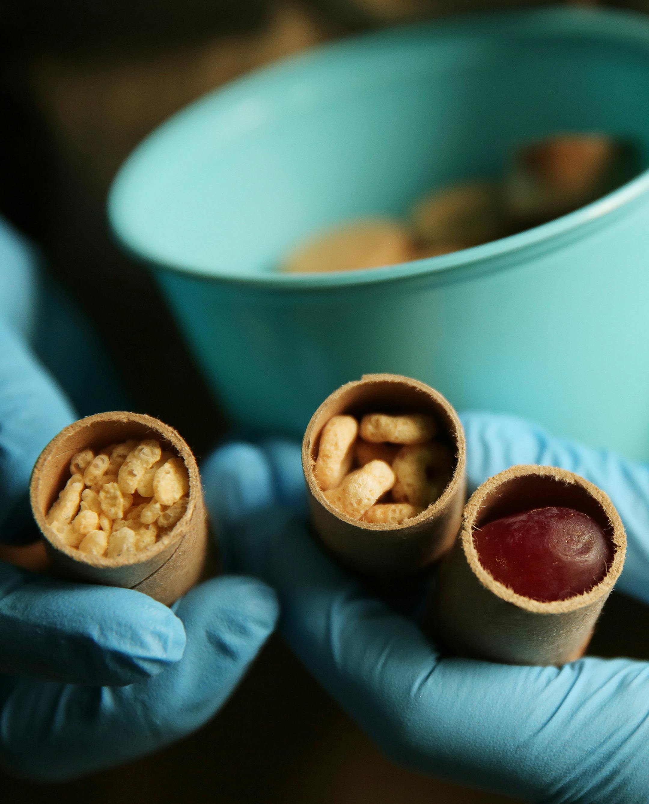 Keepers fill cardboard tubes with food for the gorilla to be loaded into automated feeding devices on Thursday, March 5, 2015, in the Tropic World exhibit at the Brookfield Zoo in Brookfield, Ill. Keepers at Brookfield Zoo have set up a series of these feeding devices, modified for different animals, that are designed to give them a more natural foraging experience. (Anthony Souffle/Chicago Tribune/TNS)