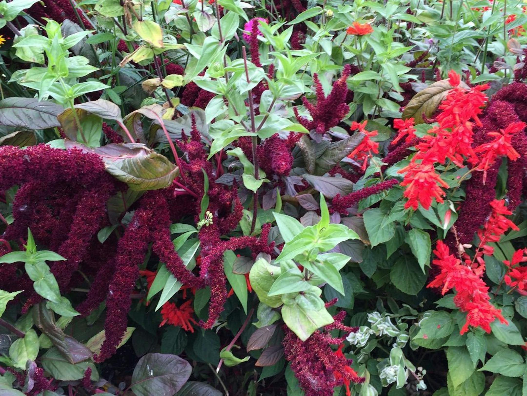 Kim Palmer Amaranth (left)