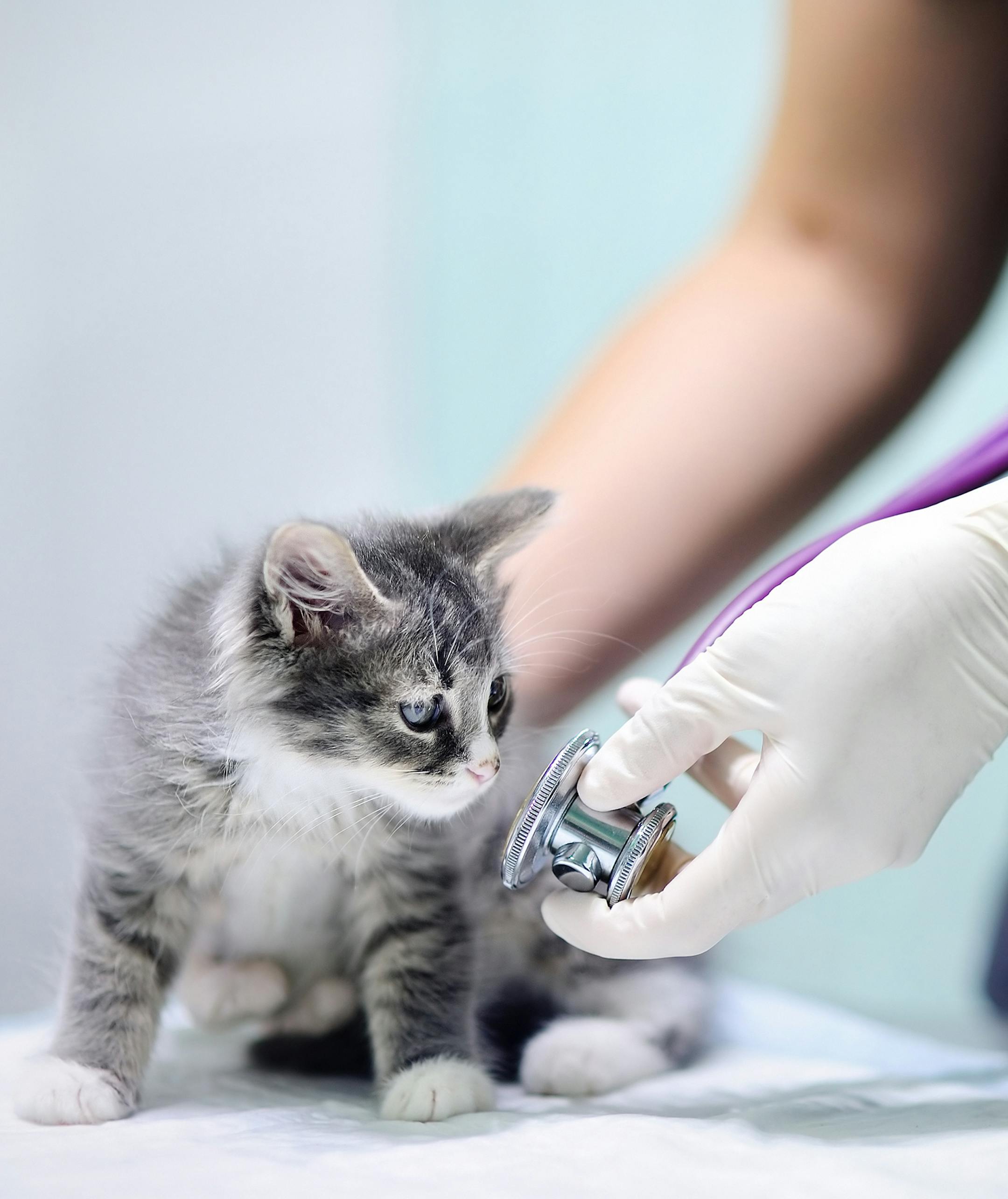 Female veterinary doctor using stethoscope for kitten
