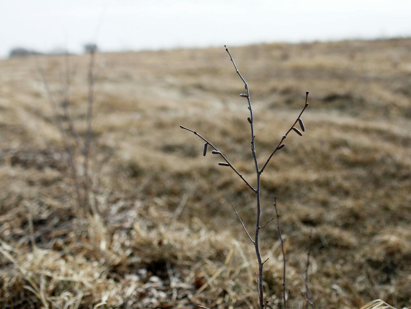 Farmer Chris Gamer and the Main Street Project are pushing a plan to get the Midwest off of its reliance on corn and soybeans by introducing hazelnuts as a crop. Here, hazelnut trees have been planted Tuesday, March 26, 2019, near Fairbault, MN.] DAVID JOLES &#x2022;david.joles@startribune.com Farmer Chris Gamer and the Main Street Project are pushing a plan to get the Midwest off of its reliance on corn and soybeans: hazelnuts. Geneticists and scientists at the U after more than a decade have f