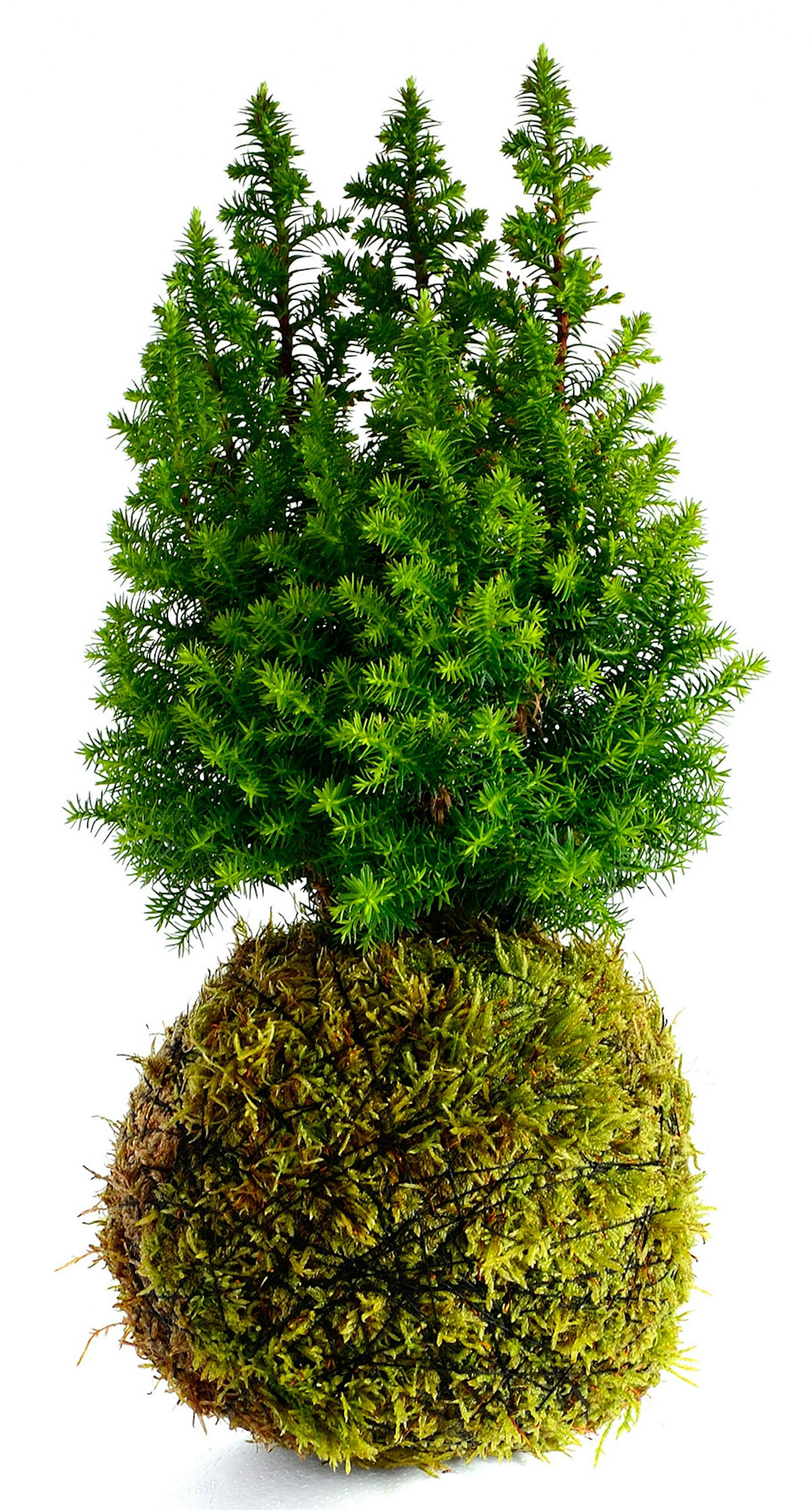 istock
Plants in a kokedama moss ball