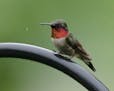 Photo by Don Severson: ONE TIME USE ONLY with Val's birding column A male ruby-throated hummingbird enjoys a shower during a rainstorm.