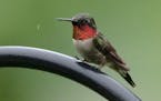 Photo by Don Severson: ONE TIME USE ONLY with Val's birding column A male ruby-throated hummingbird enjoys a shower during a rainstorm.