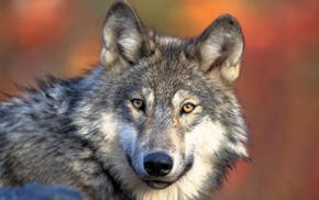 FILE - This April 18, 2008, file photo provided by the U.S. Fish and Wildlife shows a gray wolf. As many as one-third of Wisconsin's gray wolves likel