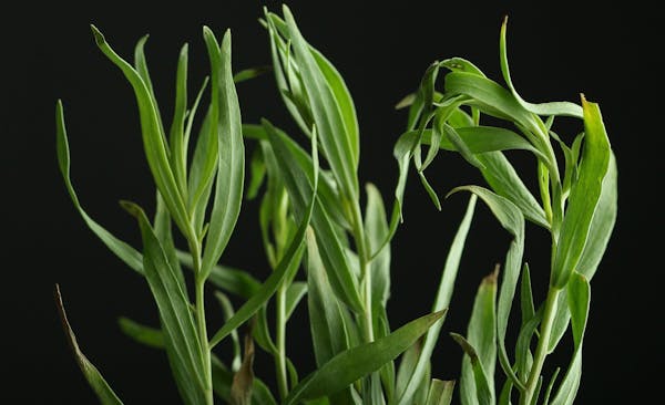 Tarragon, reminiscent of licorice, can take a meal to the next level when paired correctly with the right dishes. (Roberto Rodriguez/St. Louis Post-Di