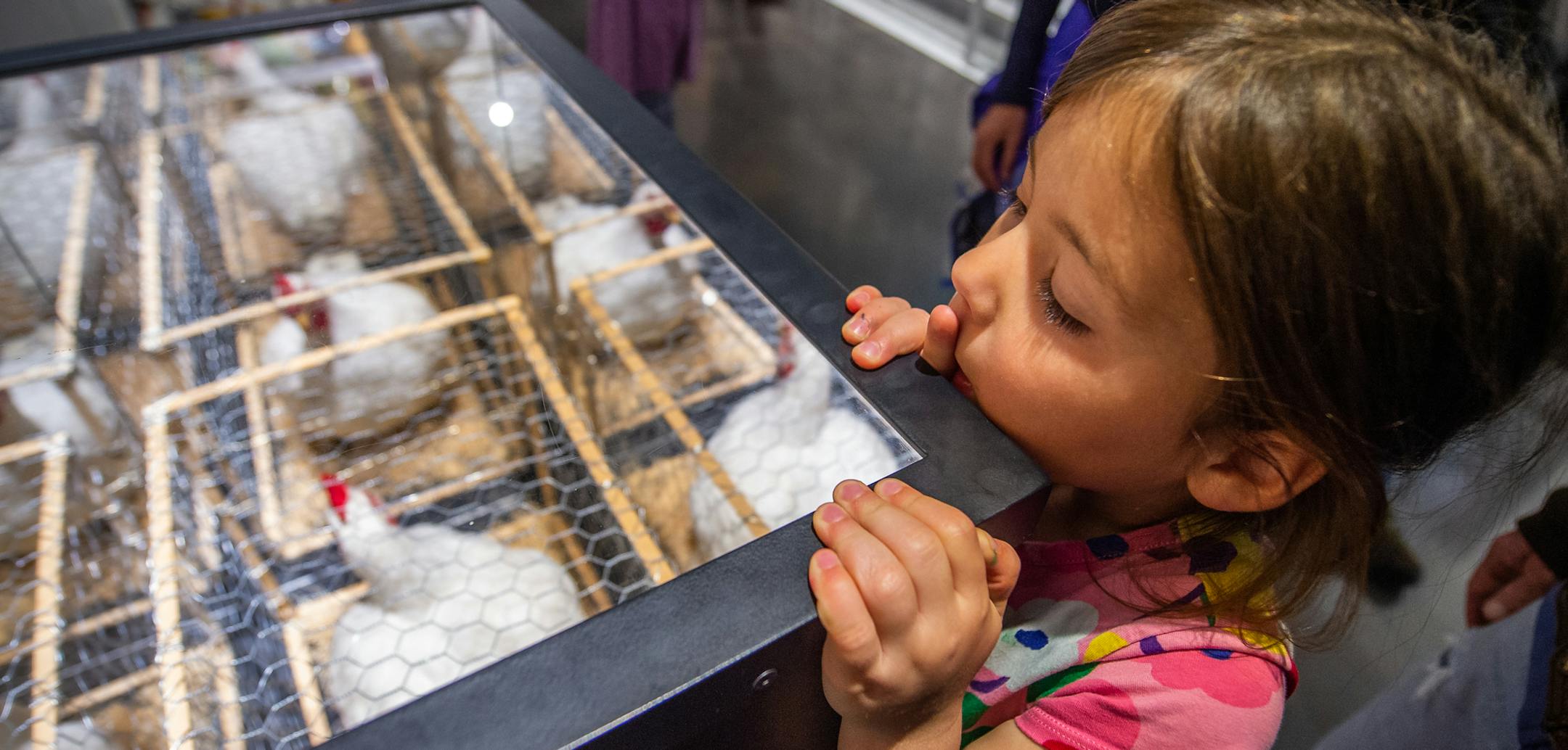 A visitor explores an installation about chickens and animal welfare at the Bell Museum's 'Our Global Kitchen' exhibit.