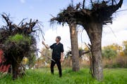 Artist Russell Sharon walks through a grove of his upside-down tree sculptures at his home in Randall, Minn. 