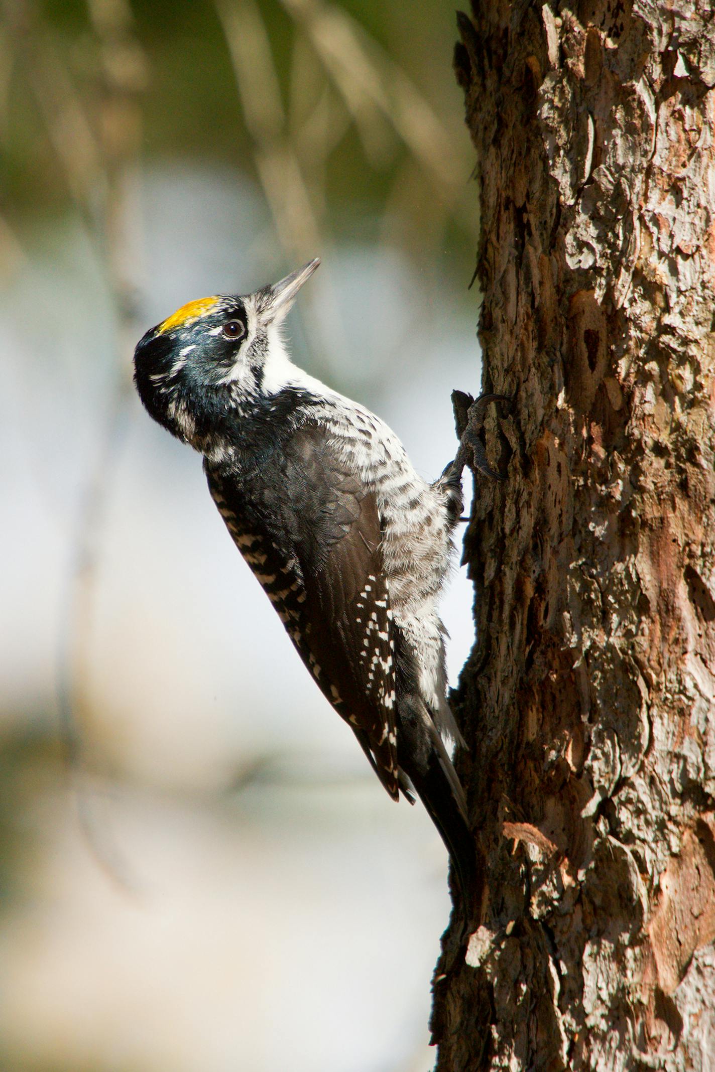 Three-toed woodpecker