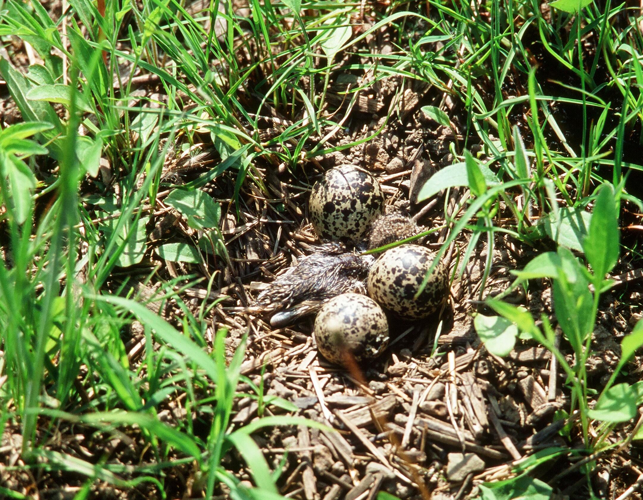 Dave Jacobson and his kildeer story, Outdoors Weekend