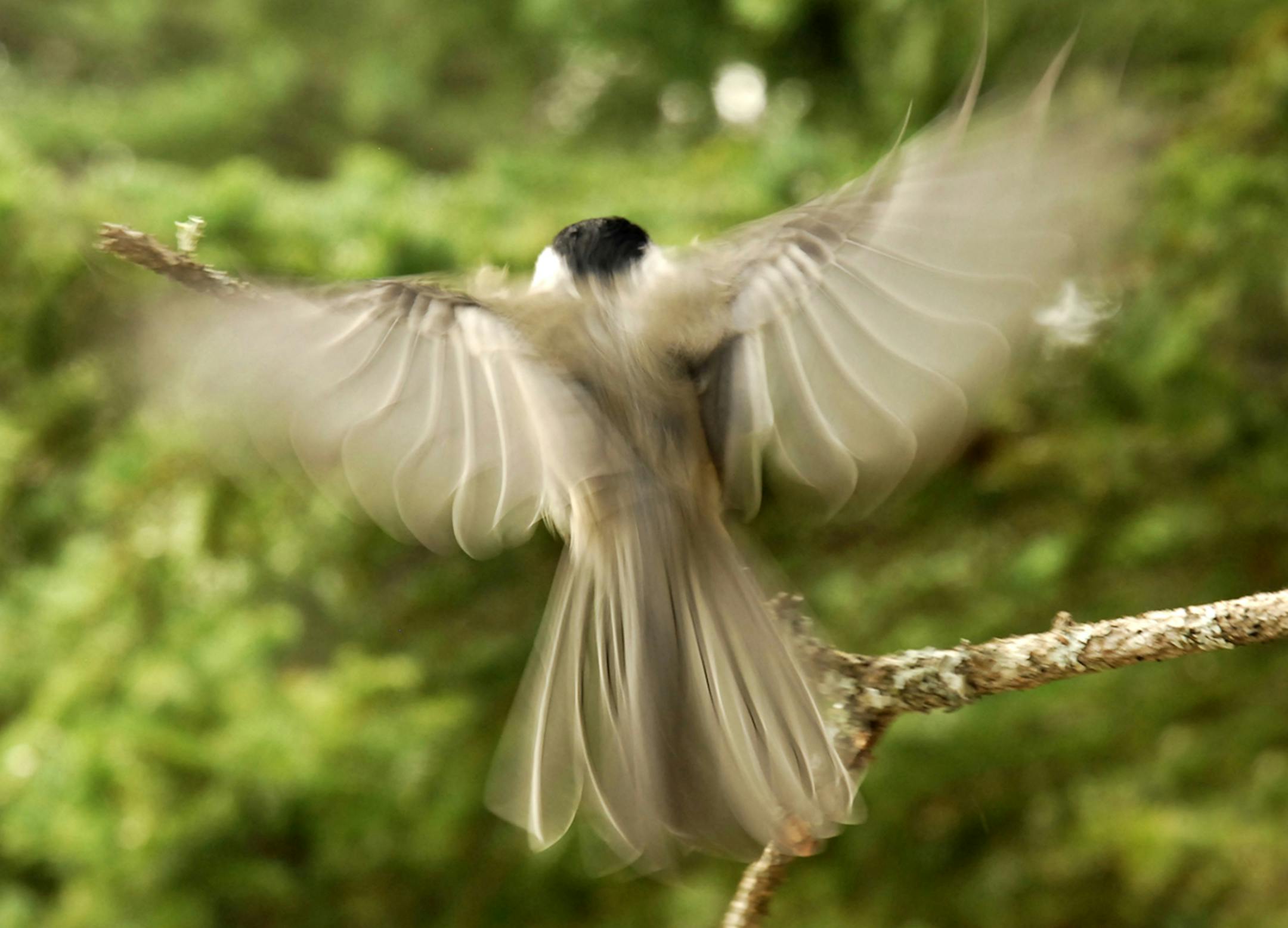 A chickadee spreading its wings and tail, slowing forward motion as it lands on a branch. The photo shows feather motion and separation. credit: Jim Williams