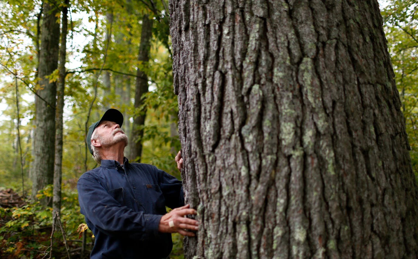 Jack Rajala, a logger and white pine savior, planted over a million white pine seedlings on his company's timber lands. Here, Rajala stands next to one of his giants near Grand Rapids — a 200 year old white pine 12 feet in circumference and 120 feet tall .