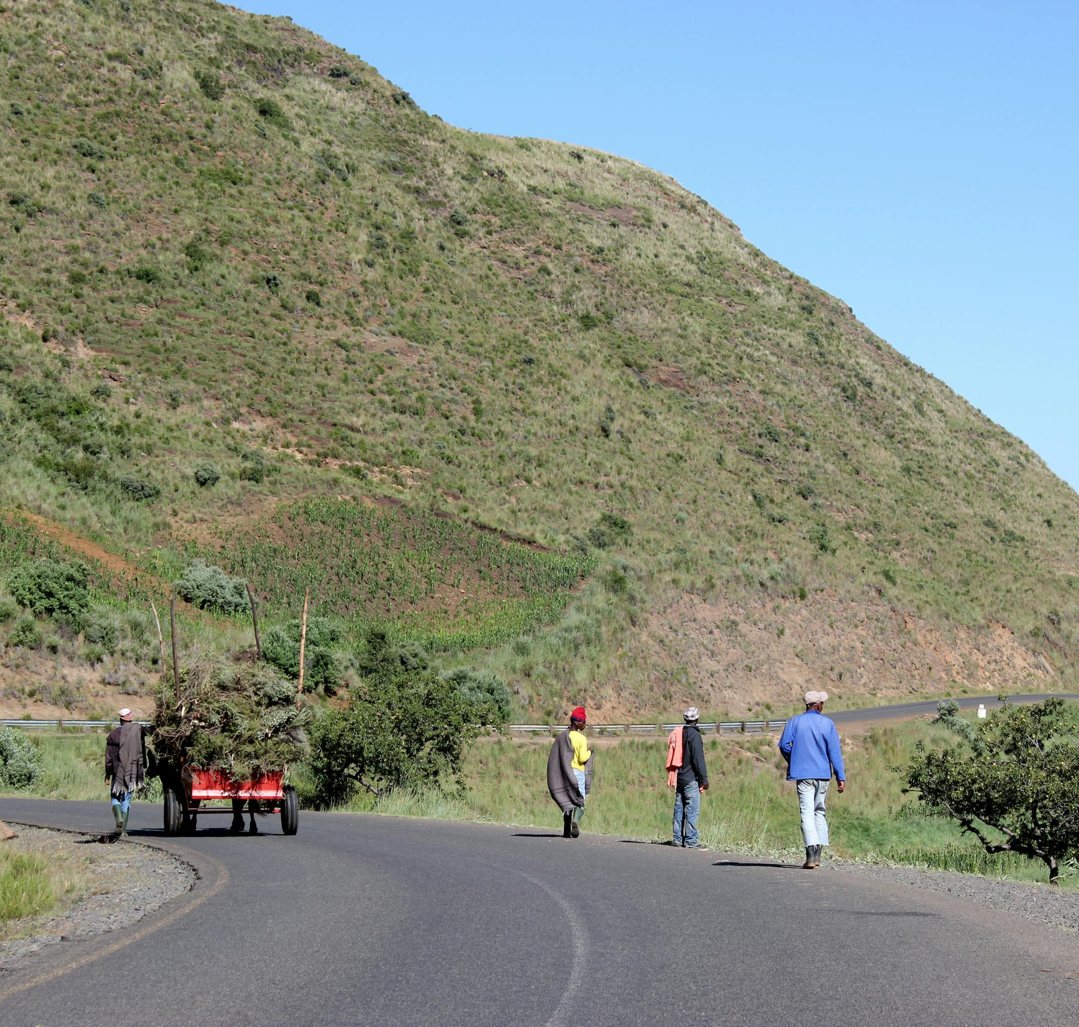 Men hauling kindling outside Mokhotlong Camptown (photo credit: Ellen Block)