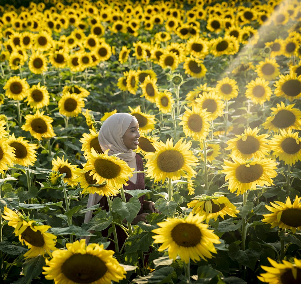 Nazera Mohamed posed for photos in the Green Barn Garden Center sunflower field in Isanti, one of the Minnesota farms that has come to embrace sunflower sightseers.