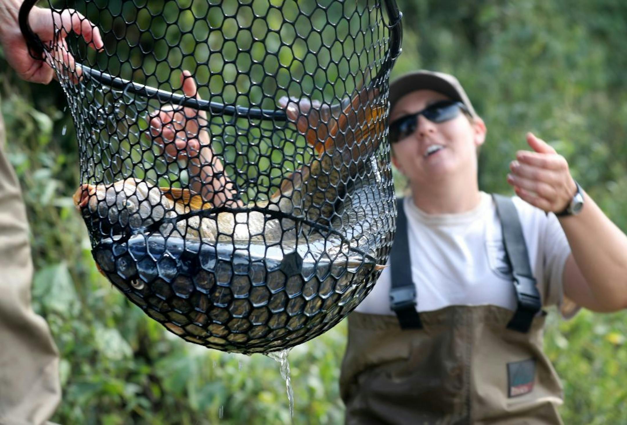 Jenna Merry, U.S. Fish and Wildlife Service, Fish Biologist, reaches to grab a net with carp taken from the waters near the Mississippi River and US Lock and Dam number 8 Tuesday, Sept. 17, 2019, in Genoa, WI. Technology has been placed in, around and below US Lock and Dam number 8 to prevent invasive spieces of carp from breaching the dam and moving up river.