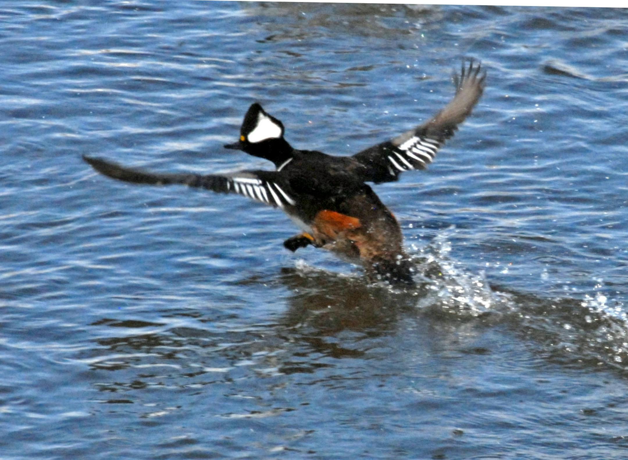 A hooded merganzer ran atop the a shallow marsh, preparing to fly.
