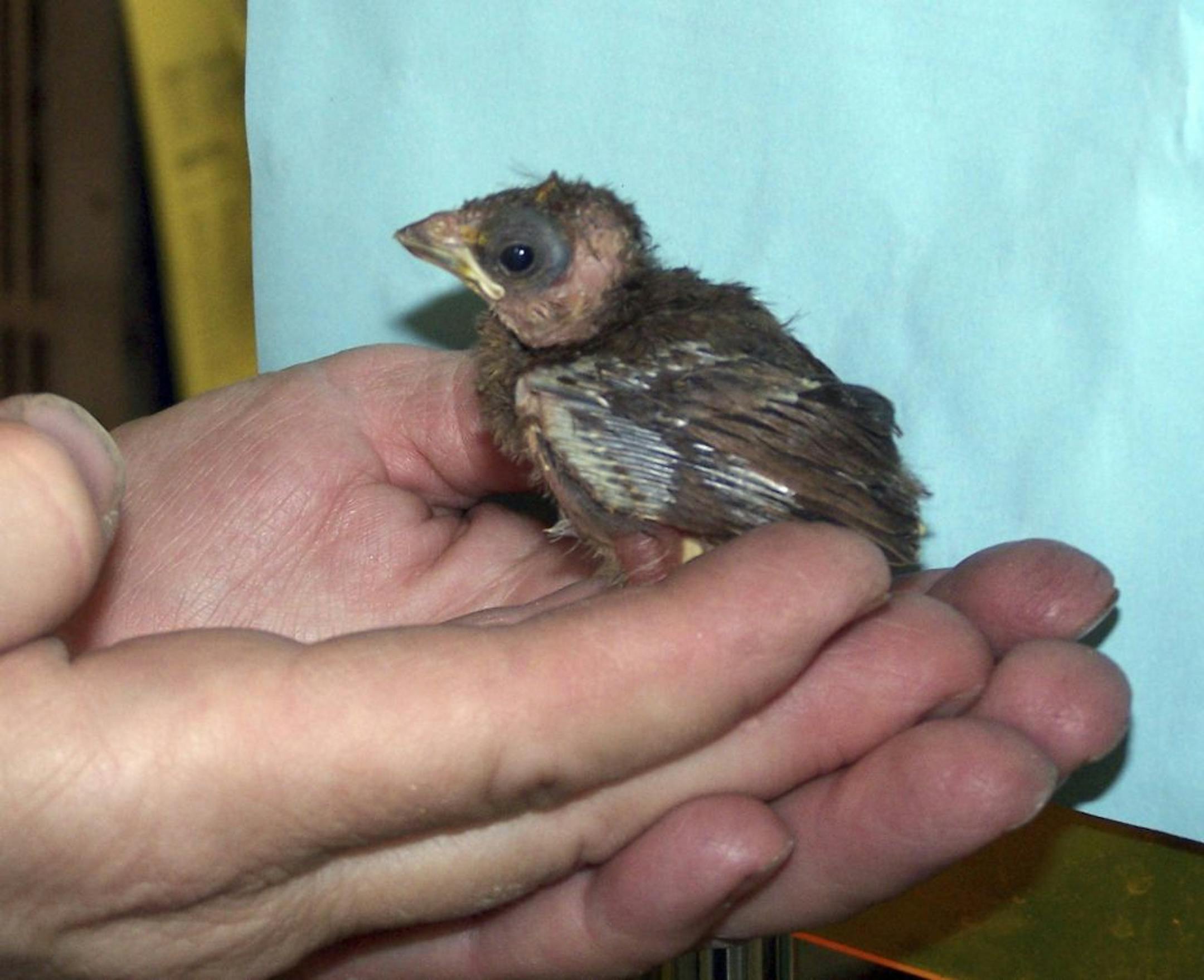 This cardinal is too young to survive out of its nest and needs to be put back.