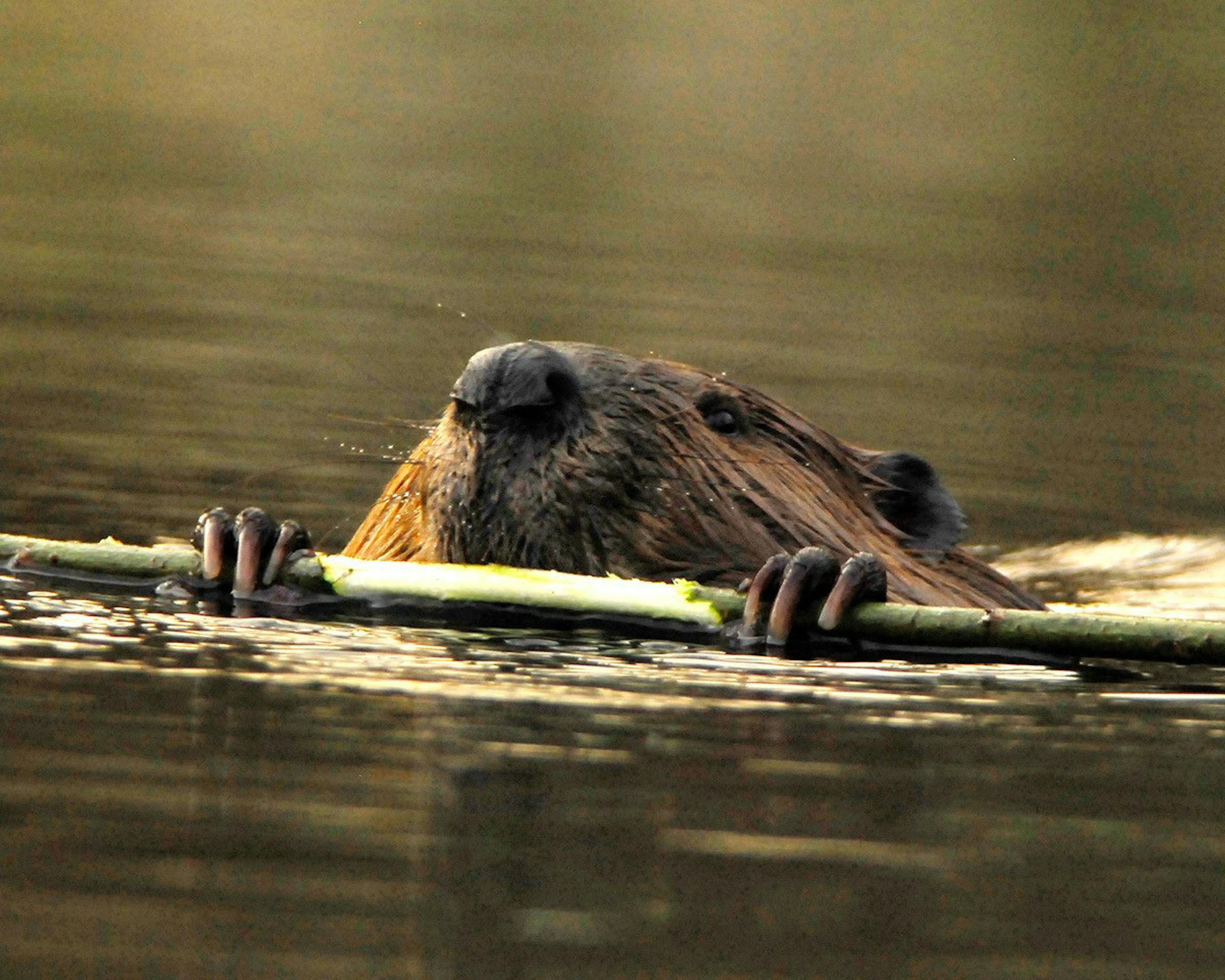 Beaver, seen in our yard but once, would be welcome anytime. They don&#xed;t eat sunflower seeds.
credit: Jim Williams