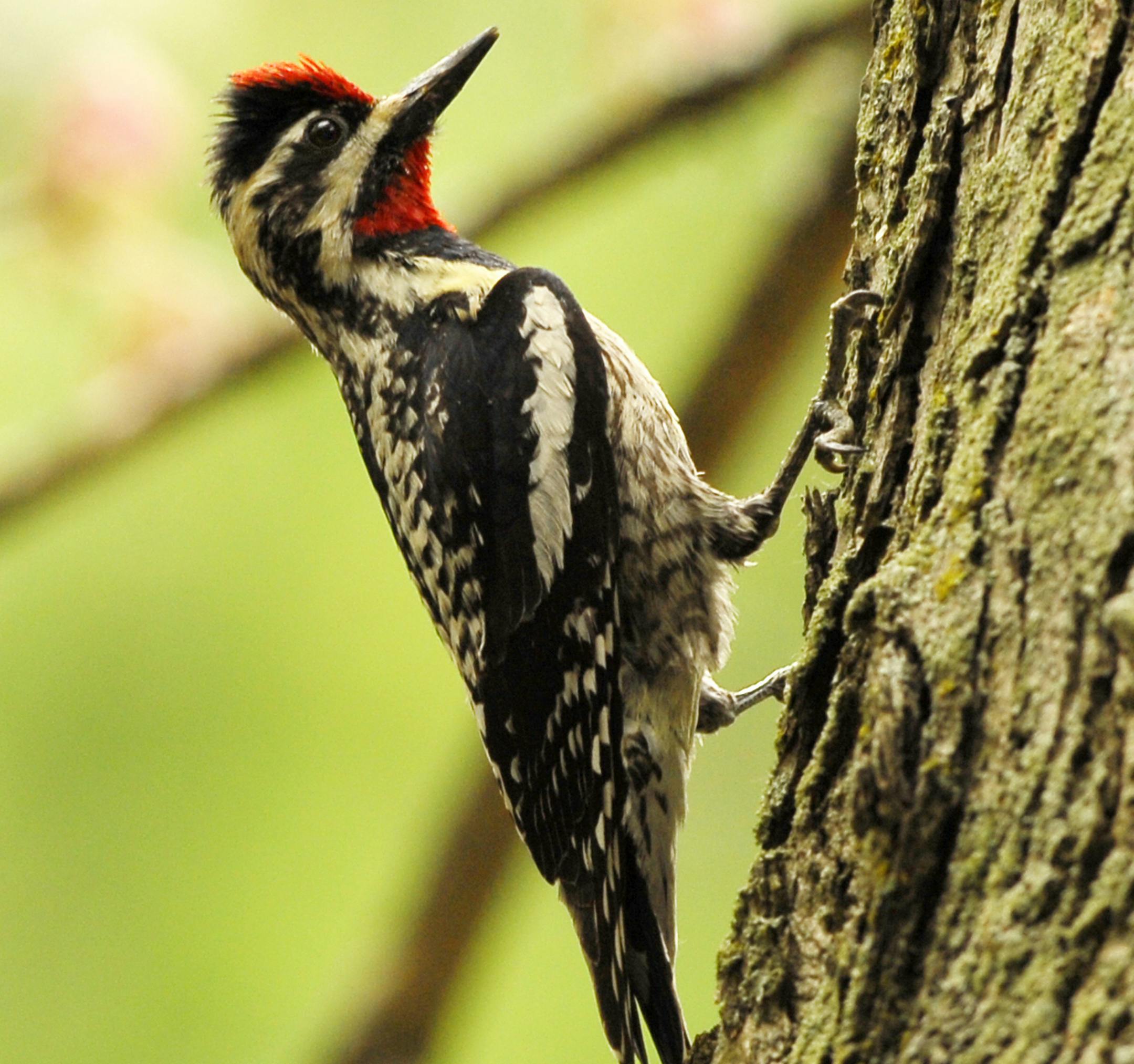 Yellow-bellied sapsucker credit: Jim Williams