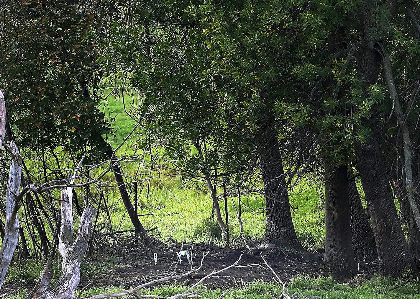 The remains of Jacob Wetterling were recovered in this tree line area of a cow pasture off of Stearns County Road 85.