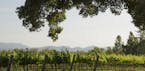 A vineyard in Santa Ynez, Calif.