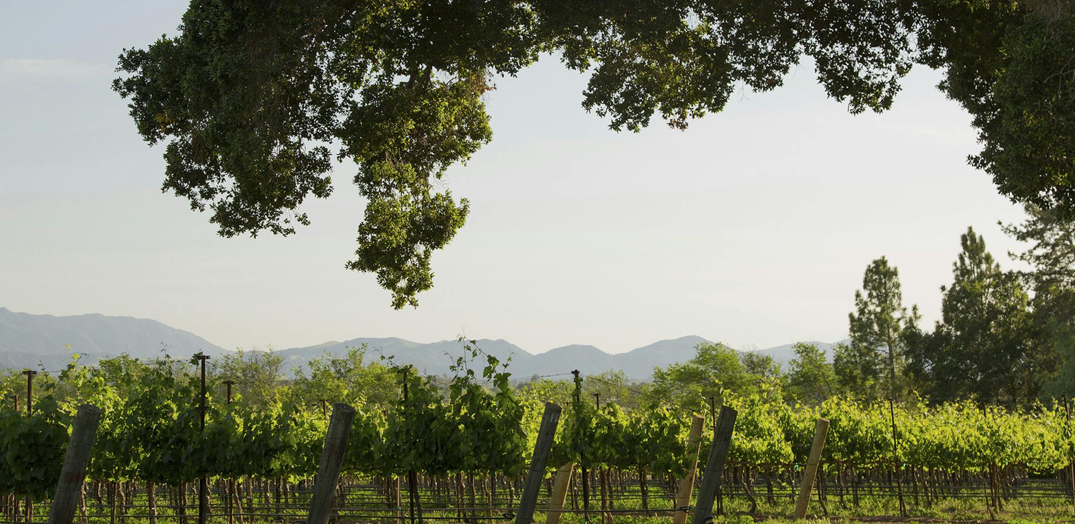 A vineyard in Santa Ynez, Calif.