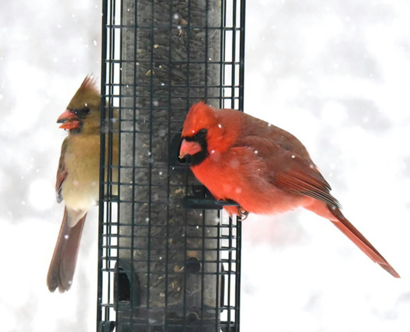 A pair of Northern cardinals at a feeder as snow falls.