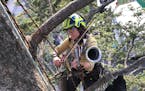 Arborist and violinist Alissa Cotton plays a Stroh violin as part of the Midway-Frogtown Arborators Band.