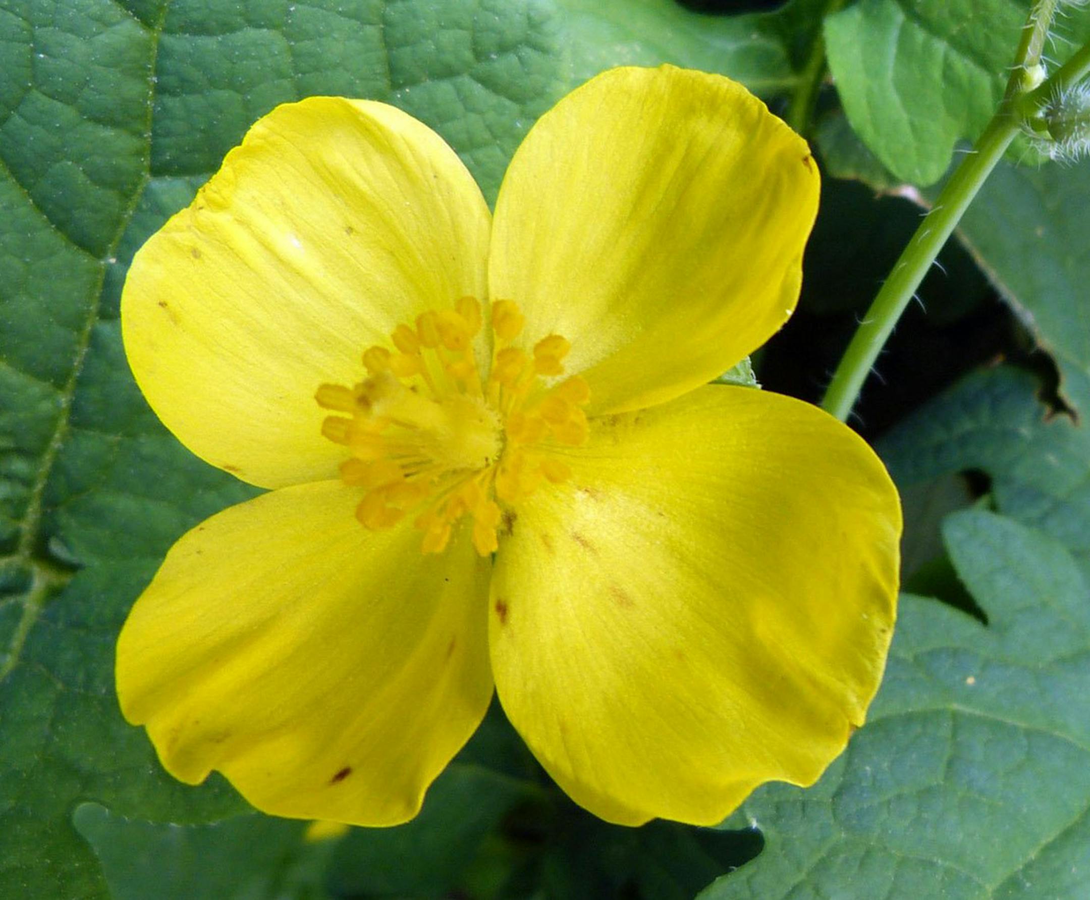 Closeup of the Celandine poppy flower in late May, with distinctive foliage that resembles an oak leaf. (Fred Ortlip/St. Louis Post-Dispatch/TNS)