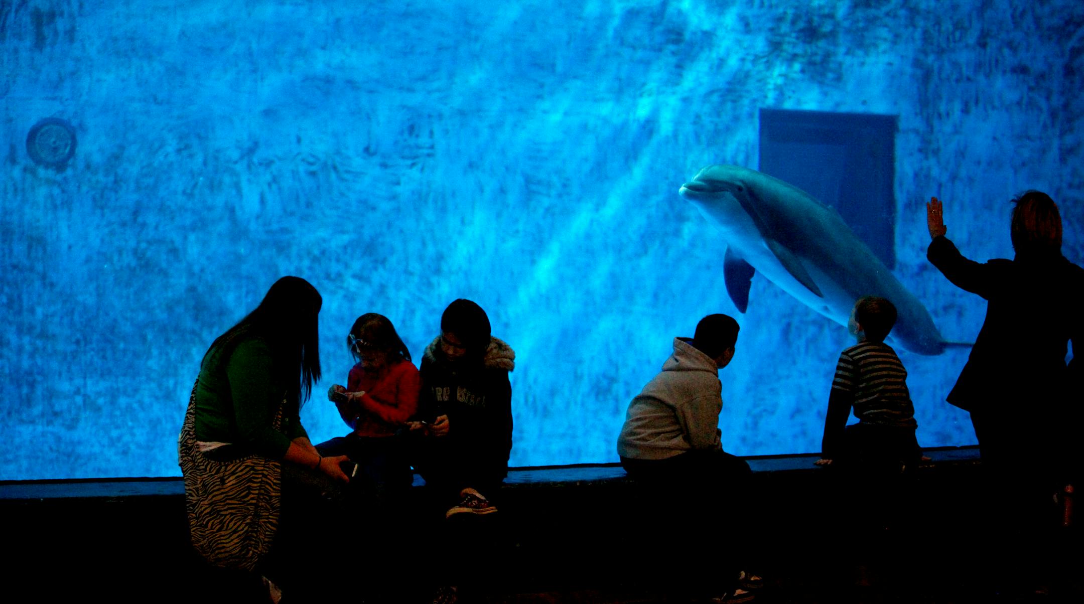 Part of the makeover plan for the zoo includes a new entrance for Discovery Bay. On Monday morning, visitors to Discovery Bay kept an eye on the dolphins, at least one of which kept an eye on the visitors.